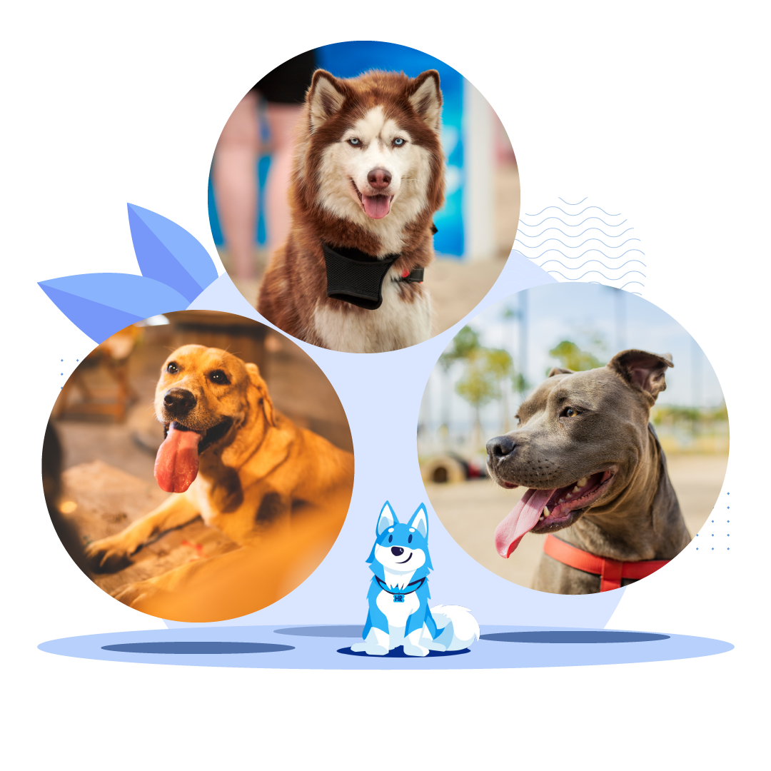 A blue puppy sitting in front of three images of CareNet HR founders with their dogs named Bandit, the mascot of the nonprofit organization. 